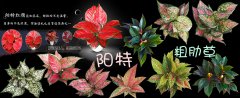 <b>吉宏本周推荐|阳特粗肋草</b>