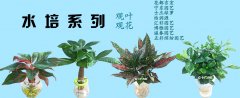 吉宏园艺商品推荐之水培系列