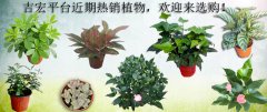 吉宏近期热销商品植物，欢迎来选购！