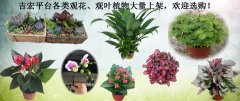 吉宏平台各类观花、观叶植物大量上架，欢迎选购！