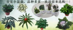 吉宏小盆栽，品种多多——欢迎前来选购！！！