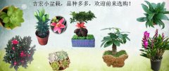 吉宏小盆栽，品种多多，欢迎前来选购！！！